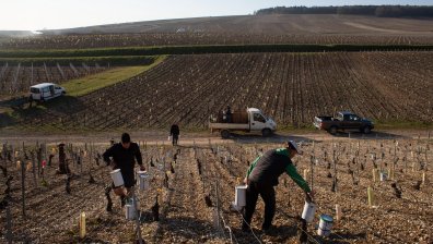 За първи път от половин век насам: Винената индустрия във Франция е пред колапс