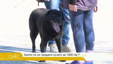 Би ли продал кучето си, ако ти предложат солидна сума пари? Социалният експеримент на "Днес"