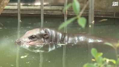 Хипопотамчето, което предсказа победата на Тръмп в САЩ, стана на годинка (+ВИДЕО)