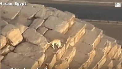 Кучето, изкачило една от пирамидите в Гиза, придоби световна слава (+ВИДЕО)