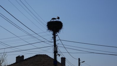 Щъркелите започнаха да отлитат на юг