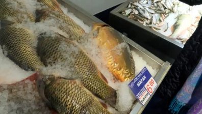 Акция "Никулден": Започнаха проверки на търговците на риба