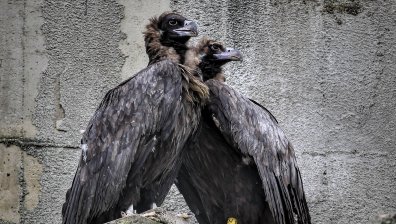 Софийският зоопарк приюти двойка черни лешояди