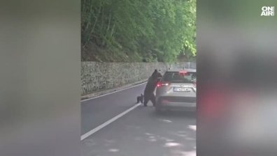 Мечка нападна българин в Румъния, опериран е по спешност (ВИДЕО)