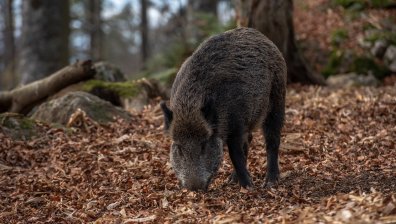 Диви прасета с африканска чума откриха край Берковица