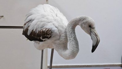Край Бургас спасиха бедстващо фламинго, объркало мокрия път с езеро