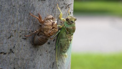 Нашествие на милиарди насекоми в САЩ, невиждано от 200 г. (+ВИДЕО)