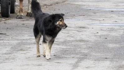 Сигнал: Разходихме се по екопътека от кв. "Виница", нападнаха ни кучета