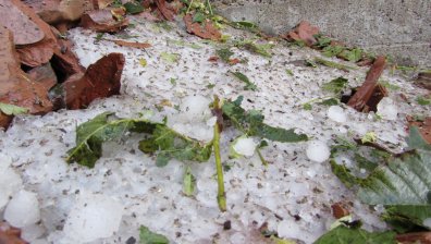 Подпомагат земеделци, ако 100% от насаждения са унищожени от градушката