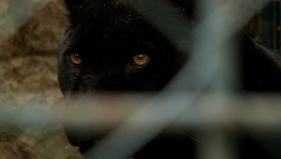 Черната пантера пак се показа. Кмет предупреди: Бъдете бдителни!