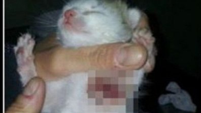 Зверство: Садист сряза лапите на малко коте