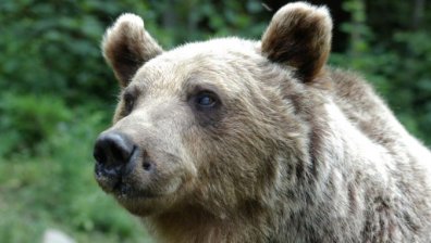 Популацията на мечките се е увеличила, шетат интензивно в Смолянско