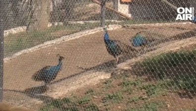 След смъртта на малък паун: Зоопаркове с призив да не се хранят животните