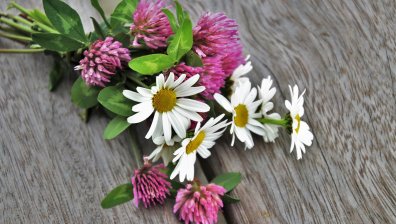 5 билки, които ще повлияят благоприятно на кожата ви