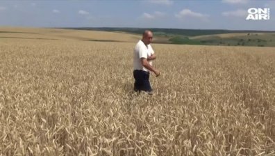 Дъждовете затрудняват жътвата в Крайдунавска Добруджа