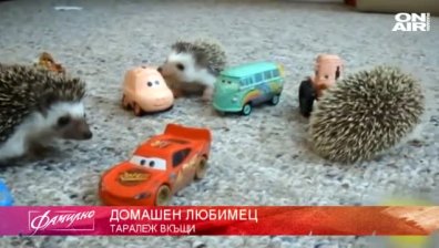 Какво не знаем за отглеждането на таралеж вкъщи?
