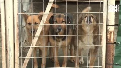 Бездомни кучета се борят за оцеляването си в сибирския студ у нас