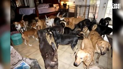 Жена приюти 97 кучета, за да ги спаси от урагана "Дориан"