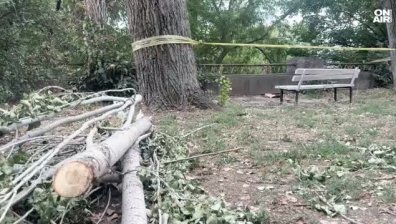 Семейството на починалия мъж от паднал клон в Пловдив ще съди общината: "Това нехайство убива"