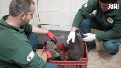 Местни спасиха три малки мечета край язовир Доспат