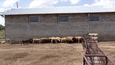 Кризисният щаб в Болярово ще заседава отново заради чумата