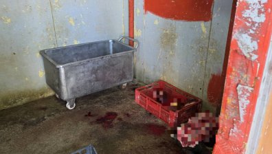 Разкриха незаконна кланица в Симеоновград, откриха близо 500 кг месо без документи