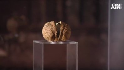Орехи, кукумявка и тоалетна: Провокативна изложба отвори врати във Варна