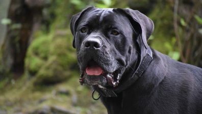 Условна присъда и 4 000 лв. глоба за нахапан до смърт мъж от кучета във Владо Тричков