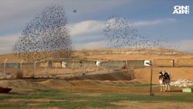 Танц на прелетни птици в небето на Израел възхити мнозина