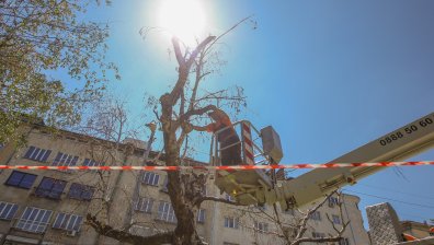 Премахват рисковите дървета в София след мощната буря