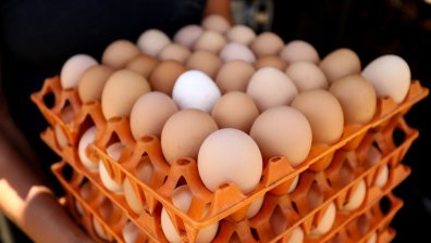 Птицевъд: Освобождаването на кокошките от клетките ще оскъпи яйцата, ще се наложи внос
