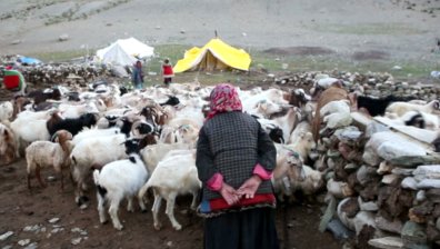 Да се откажеш от работа за 150 хиляди долара, за да гледаш кози