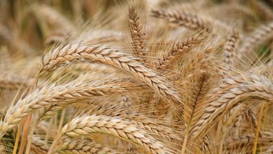 Украйна призова Полша, Словакия и Унгария за "компромисен сценарий" за зърното