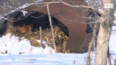 Кучета нападнаха и убиха 85-годишна жена
