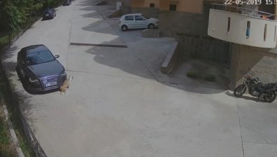 Мъж с луксозно Audi прегази улично куче в Сандански