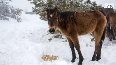 Десетки коне умират в Осоговската планина, тече спасителна операция