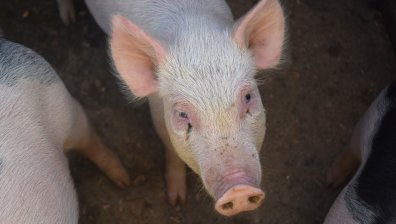 Мъж живя 171 дни след трансплантиран черен дроб от прасе