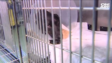 Спасиха пребито куче в Ямболско, има желаещи да го осиновят