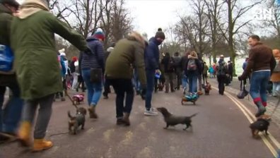 Хиляди дакели се разходиха на парад в Лондон