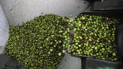 Бактерия нападнала маслините в Европа, зехтинът може да поскъпне
