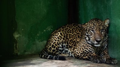 Спасен ягуар в Бразилия се връща в дивата природа (+ВИДЕО)