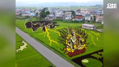 Впечатляващо: Рисунка с оризови посеви
