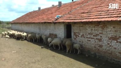 Взимат втори кръвни проби от животните в Елхово и Болярово