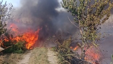 Огромен пожар край Пловдив, силният вятър събори дървета