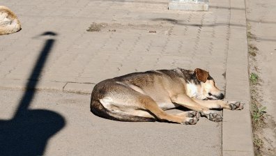 Карантинираха общинския приют в Перник заради гана