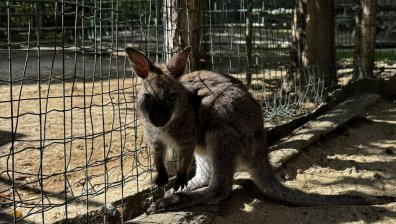 Бебе кенгуру - най-новата атракция на варненския зоопарк