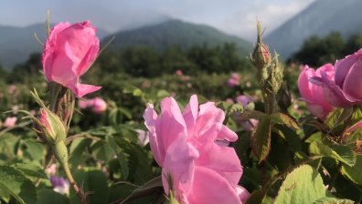 За година България е изнесла розово масло за над 12 млн. евро