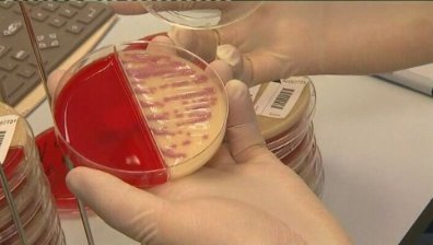 Немска ферма за кълнове в основата на заразата с E.coli