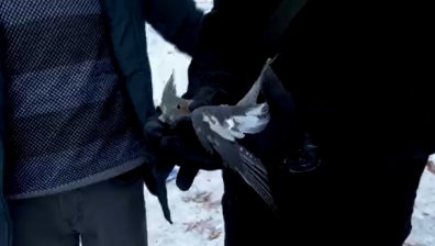 Трагедията в Турция порази не само хората, папагал прекара 50 часа под руините