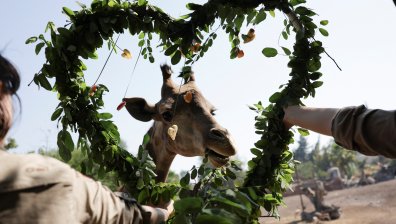 Сватби, предложения за брак и любов в зоопарка - светът празнува Св. Валентин (СНИМКИ)